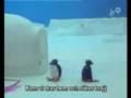 pingu in siciliano