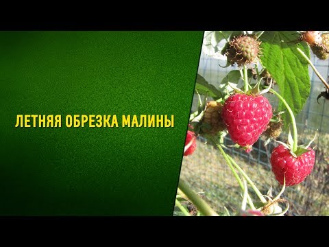 YouTube Трейлер