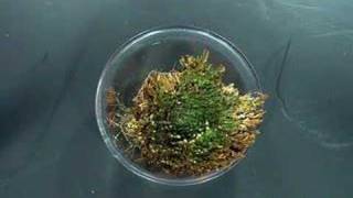 Selaginella lepidophylla