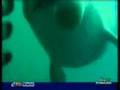 ANDREA: IL DELFINO DI RIMINI