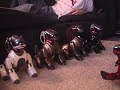 Dingo - ERS7 AIBO robot dog  - 100th day celebration