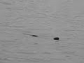 Omaha Has VERY BIG Pond Fish Omaha Has VERY BIG Pond Fish