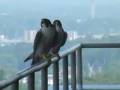 videos de Peregrine Falcon