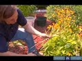 How To Cut And Groom A Black Eyed Susan How To Cut And Groom A Black Eyed Susan