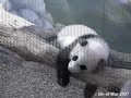 Mei Lan - 5.03.07