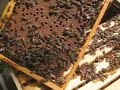 Essex County Beekeepers' Association - Checking the Hive