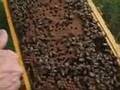 Essex County Beekeepers' Association - Checking the Hive