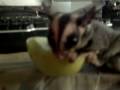 sugar glider eating apple and playing maple