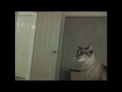 siamese yawn