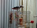 My Parrot -08
