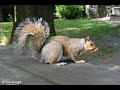 squirrels-.html