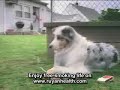 Dog smoking ruyan e-cigarette