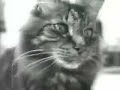 WDHS - \"Felix The Cat\" (1993) WDHS - \"Felix The Cat\" (1993)