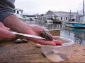 How to Shuck Long Island Bay Scallops