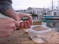 How to Shuck Long Island Bay Scallops