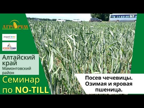 Чечевица, Озимая и Яровая пшеница при засухе в Алтайском крае
