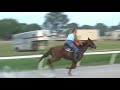 Training my Quarter horse Flag for the Quarter horse race !!