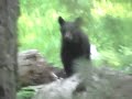 Bears in Sierra Nevada