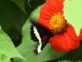 Random Butterfly