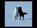 videos de tundra scenes