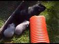 Guinea Pigs At Kingate Cavies Part 5