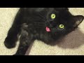 Niedliche Katze streckt die Zunge raus