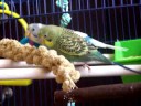 Maya and Migual eating millets