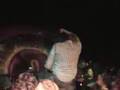 The Handshake Murders - Myopia