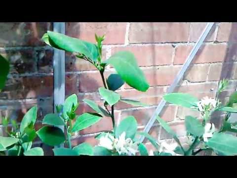 how to care for an olive tree in the uk