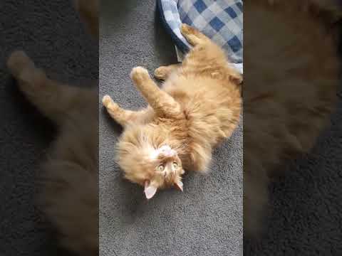 manx cat plays with toy