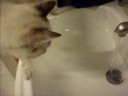 acqua e smokey