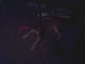 dog fight 2009!!!!