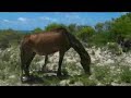 Grand Turk Dune Buggy Adventure Part 4.wmv
