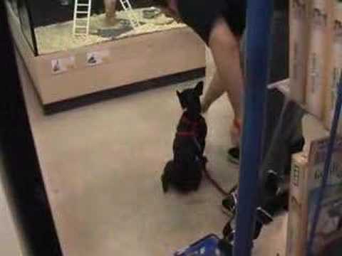 Chauncey Graduates From Puppy Class
