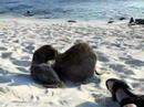 galapagos-sea-lions-territory.html