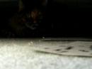 meowarchy 2 short
