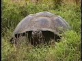 Galapagos - Giant Galapagos Turtoise, island of Santa Cruz Galapagos - Giant Galapagos Turtoise, island of Santa Cruz