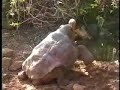 Giant Galapagos Tortoises, Island of Santa Cruz, Ecuador