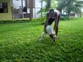 Buldogue campeiro, Art Puskas Molosso di Jeriva Buldogue campeiro, Art Puskas Molosso di Jeriva