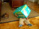 The BOX