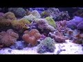Marine Aquarium Soft Coral 51109