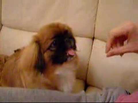 Dou Dou (Pekingese) fighting with my ...