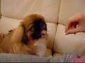 Pekingese video