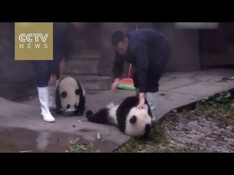 YouTube: panda glotón intenta robar la comida de su compañero
