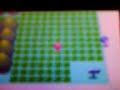 shiny gastrodon the shortest chain (the first one was shiny)