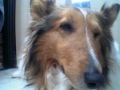 bonny bento en starlett