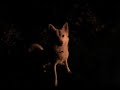 Siberian husky barks at the moon