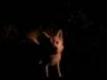 Siberian husky barks at the moon