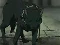 Wolf\