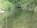 Trout Rising to Midges 1